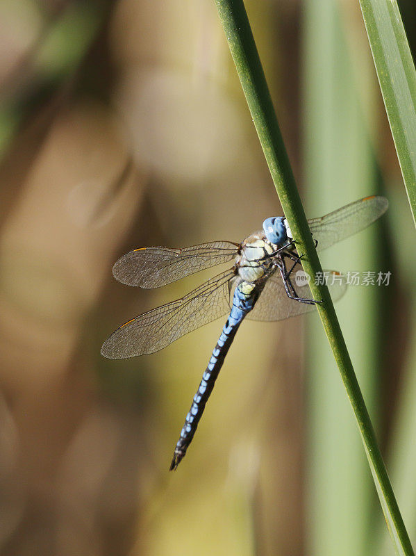 蓝眼霍克蜻蜓，南方迁徙霍克蜻蜓(Aeshna affinis)雄性